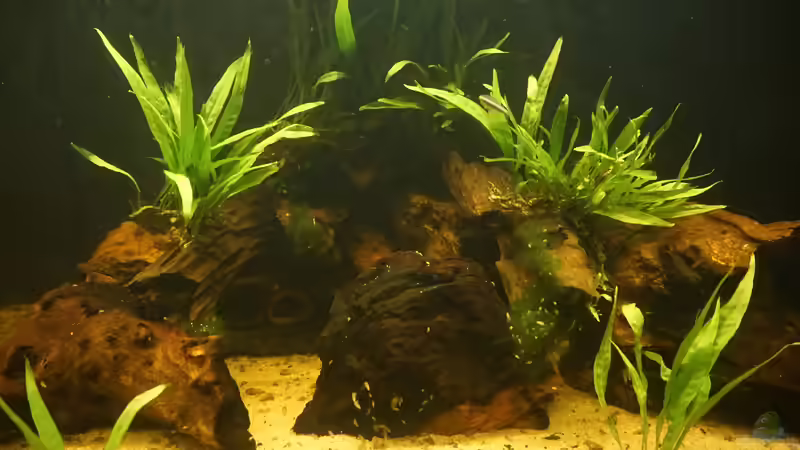 Welsfestung von Thomas De Vries (3)