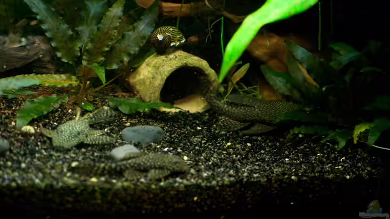 Welshöhle, Kies, Steine von Guenni (8)