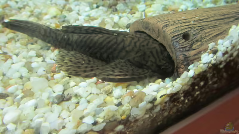 Aquarien mit Welshöhlen