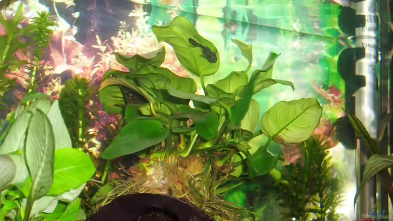 Welshöhle (Holzrohr) von Annett F. (4)