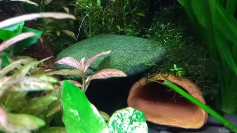 Welshöhle mit aufgebundenem Moos von Stephy (28)