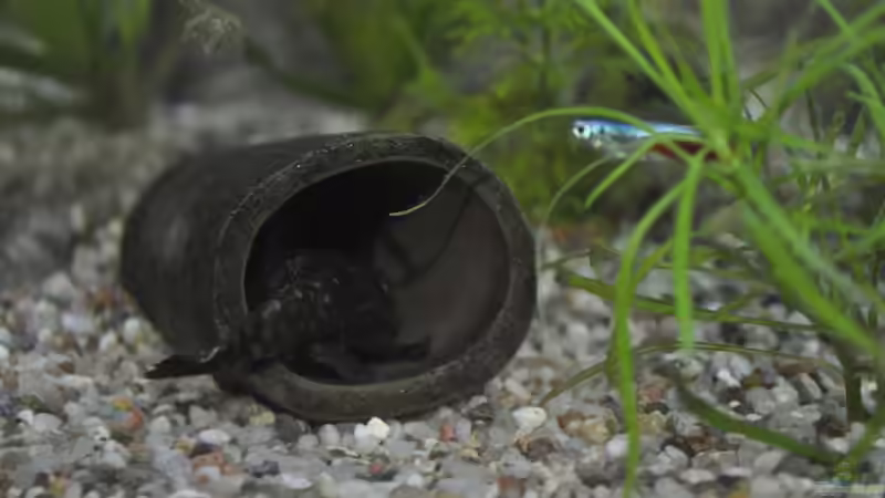 Welshöhle von SteB-Studio (6)