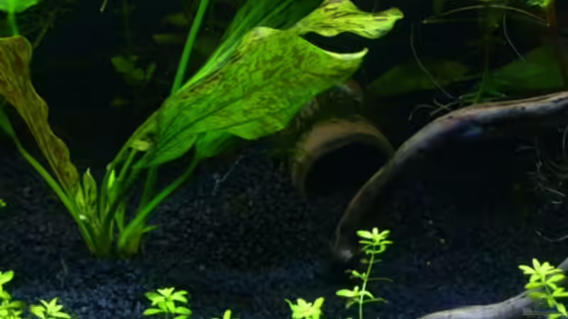 Welshöhlen aus Ton - eine liegt nun links hinten versteckt, die andere rechts.. von *angelfish* (23)