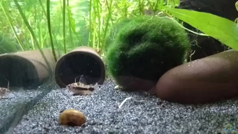 Welshöhlen und Mooskugeln von Stephy (18)