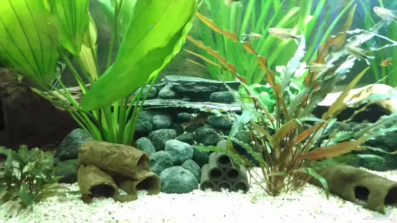 Welshölen aller Art von Jörg Deußen (2)