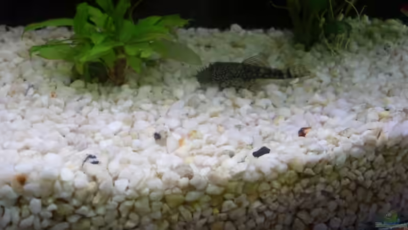 Welsi von Timmmm (5)