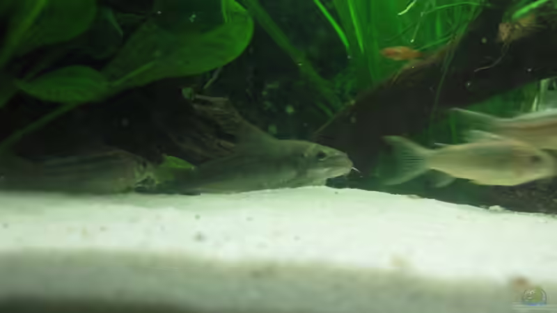 Welskolonne und Babyplaty von Henning Brinkmann (21)