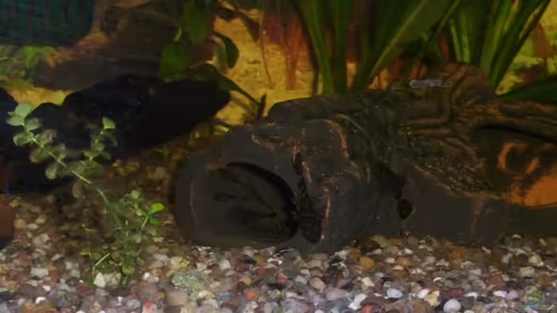 Welsnachwuchs  von Annett F. (12)