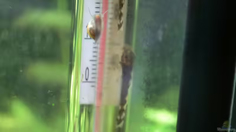 Welsnachwuchs im ´Versteck´ von . (31)