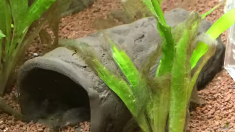 Welsröhre von Fliegerle (4)