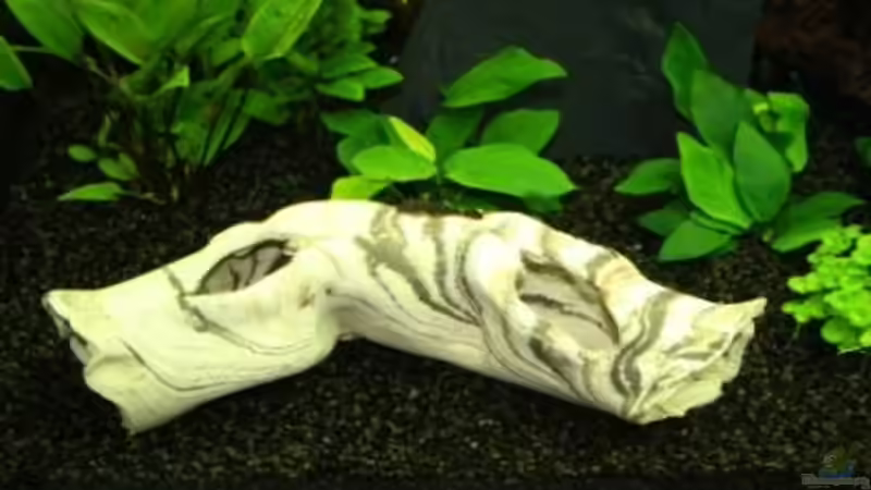 Welsröhre von Stefanie Engelhardt (13)