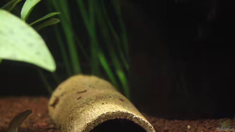 Welsröhre von urml87 (22)