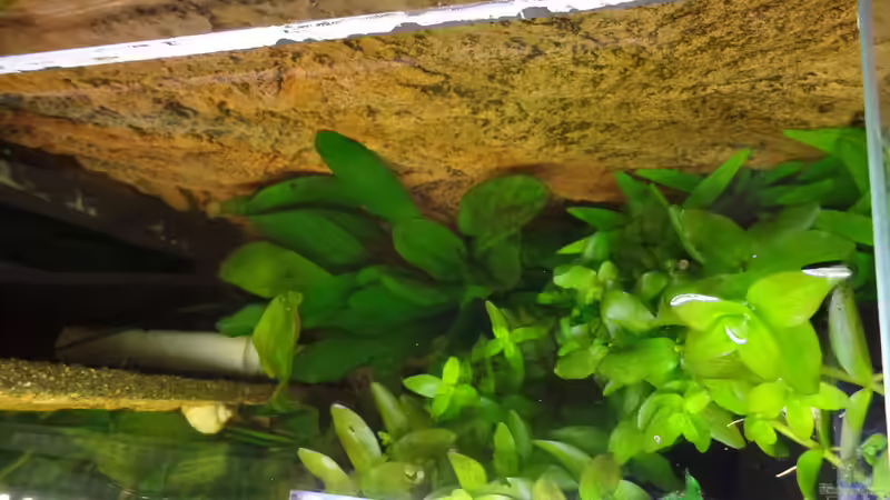 Welsröhren links von raubsau (79)