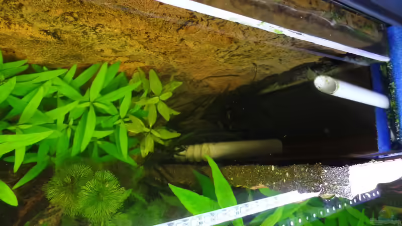 Welsröhren rechts von raubsau (78)