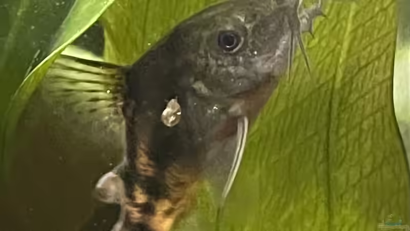 Welsweibchen bei der Eiablage...pünktlich zu Ostern  von Thilo (15)