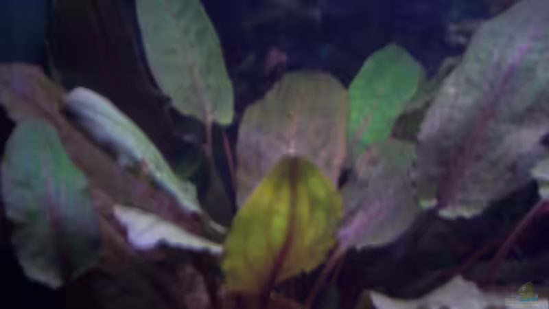 wendtii tropica von Sabrina Fabig (6)