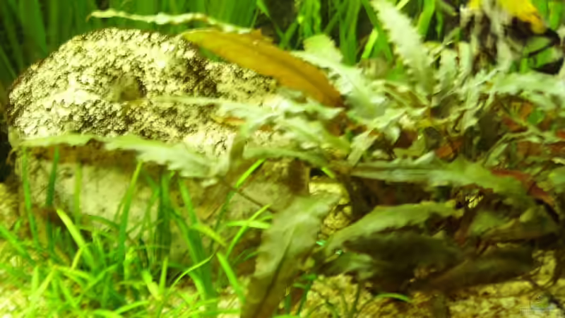 wendts Wasserkelch. von Marcel Wilke (4)