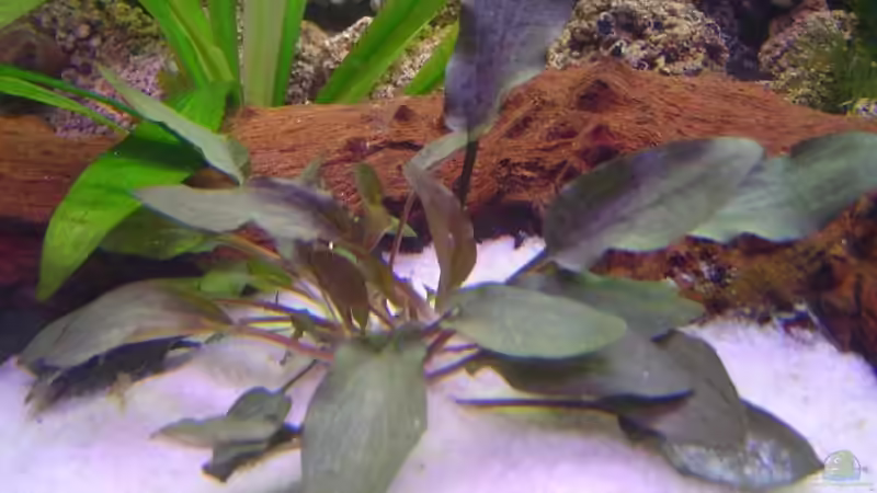 Wendts Wasserkelch braun (Cryptocoryne wendtii) von Thomas Kuban (14)