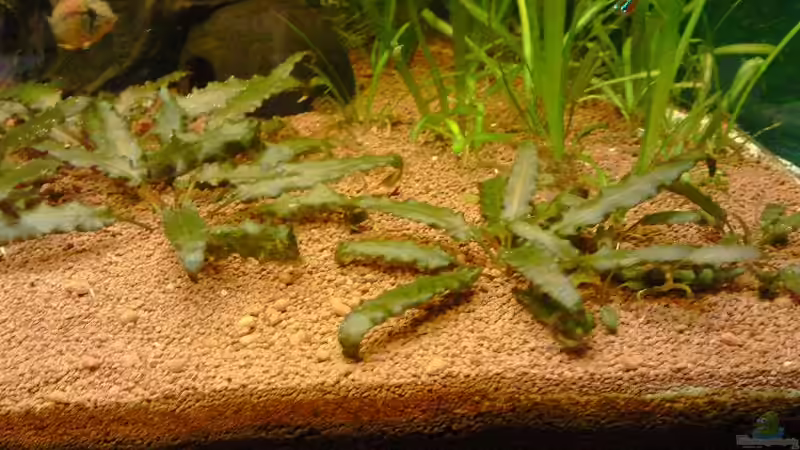 Wendt`s Wasserkelch braun von Andy_daHousecat (18)