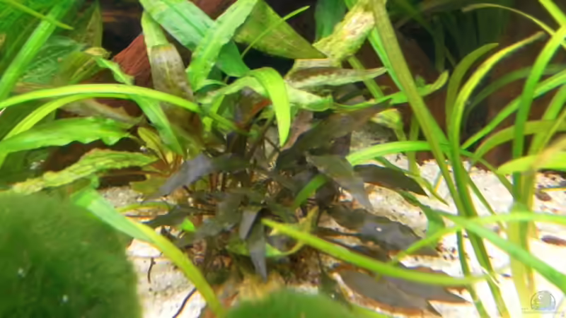 Wendts Wasserkelch grün von mawi (9)