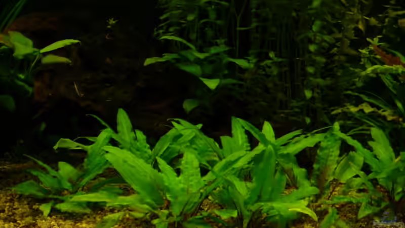 Wendt´s Wasserkelch von Florian Sauer Wehinger (8)