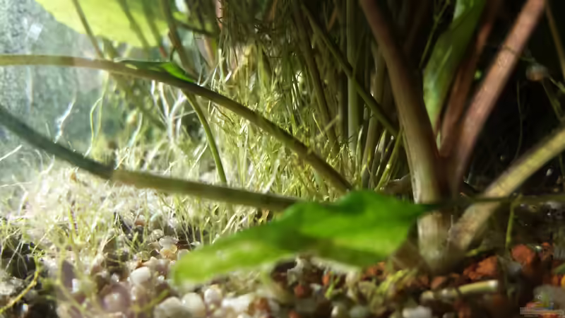 Wendts Wasserkelch Wurzeln von JohnnyWishbone (16)