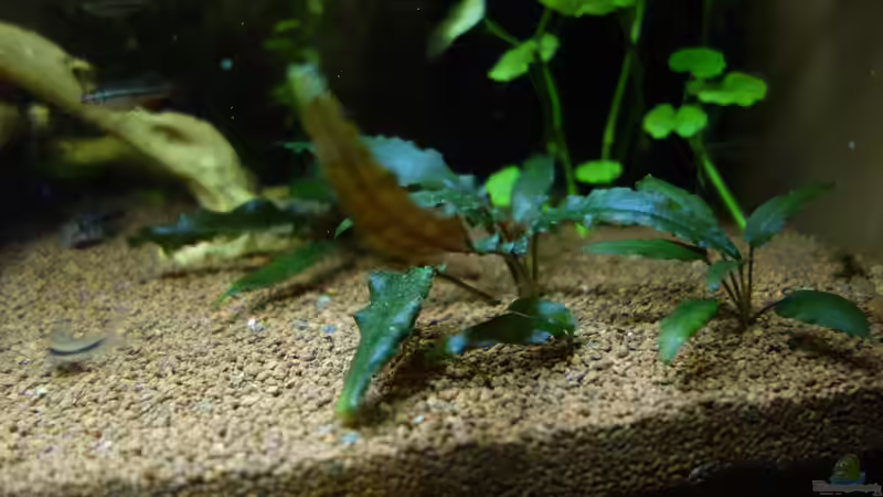 Wendtscher Wasserkelch von Christian S. (3)