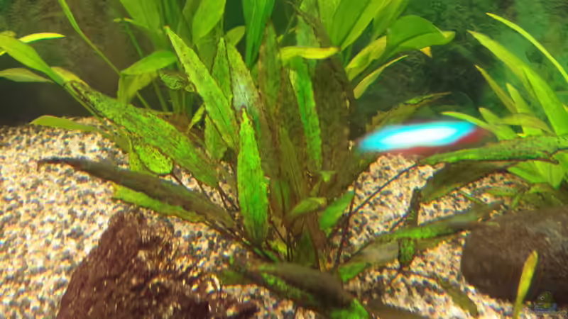 Wendt´scher Wasserkelch von smirot (4)