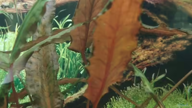 Wendtscher Wasserkelch von Sven Seidel (8)