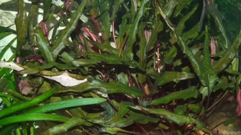 Wendtscher Wasserkelch von Wels-fan (15)