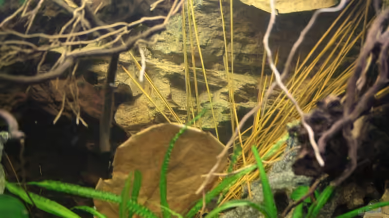 Wenige Pflanzen wie Anubias ,Crinums sowie viel Holz und ??ste,als auch einige Mandelbaumblätter von Florian Bandhauer (45)