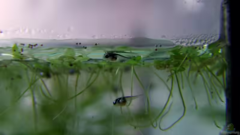 Wenige Tage alt, die kleinen Bäuche voll mit Nauplien von Denise83 (17)