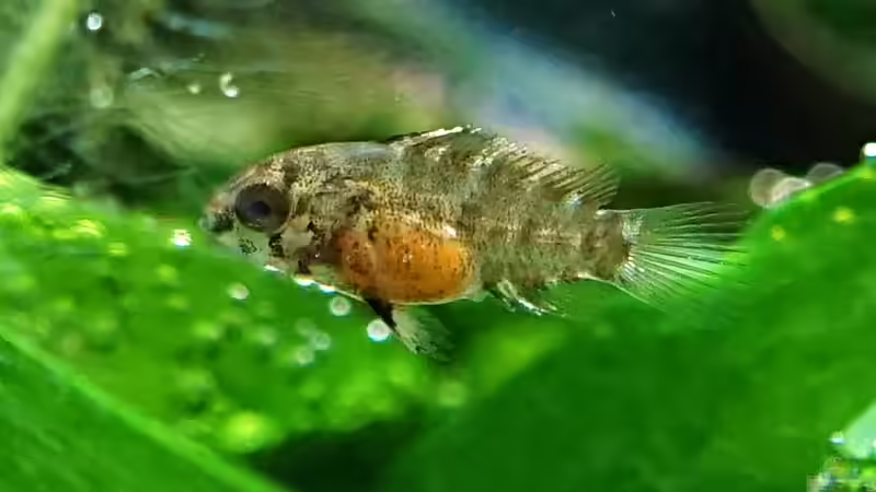 wenige Wochen alter Jungfisch von Micha... (52)