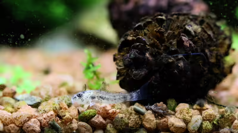 Wenige Wochen alter Nachwuchs Marmorierte Zwergpanzerwelse/ Corydoras habrosus von Dirk F. (26)