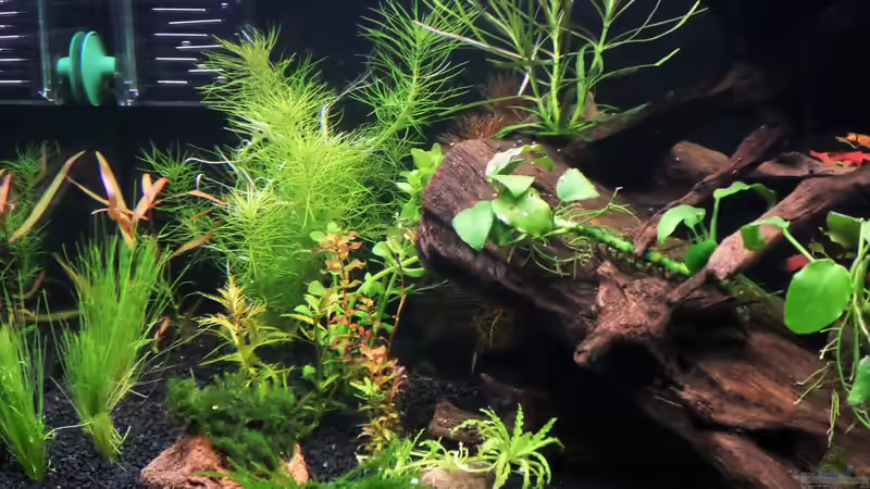 Wenige Zeit nach der Einrichtung. von Rotkopfsalmler (7)