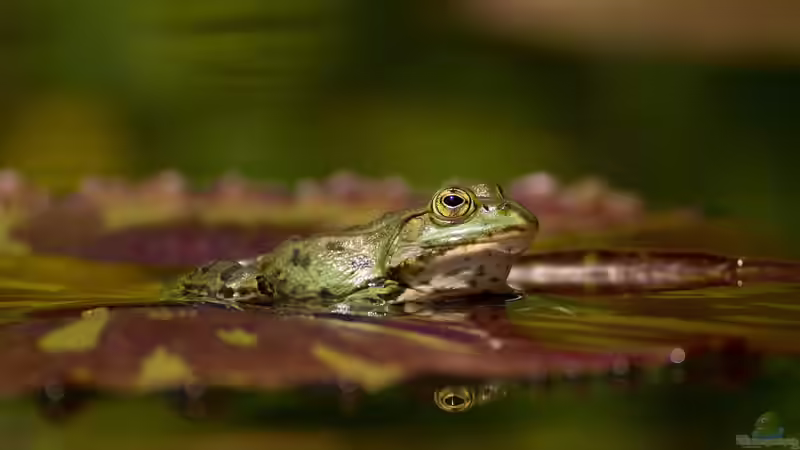 Wenn Amphibien ertrinken: Ein häufig übersehenes Risiko im und am Gartenteich