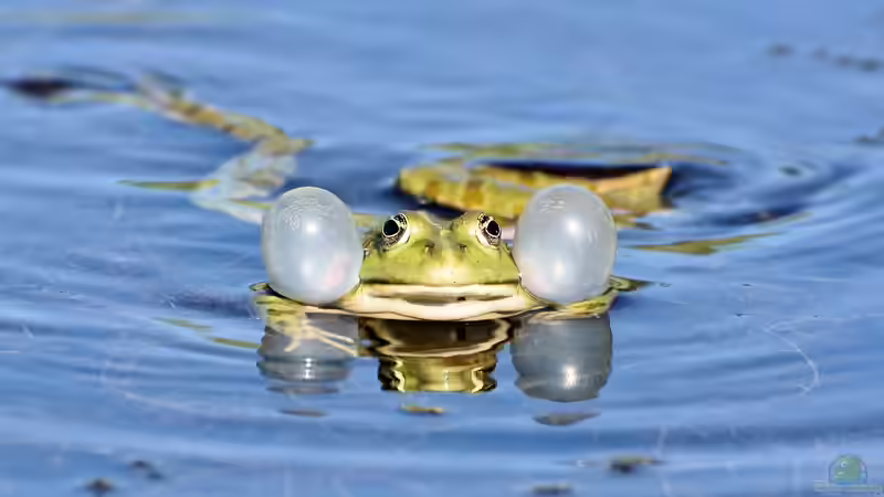 Wenn Amphibien ertrinken: Ein häufig übersehenes Risiko im und am Gartenteich