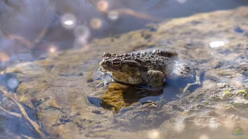 Wenn Amphibien ertrinken: Ein häufig übersehenes Risiko im und am Gartenteich
