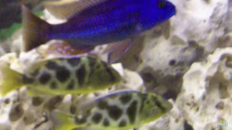 Wenn das der Venustus Bock sieht!? von Kay Bumann (18)