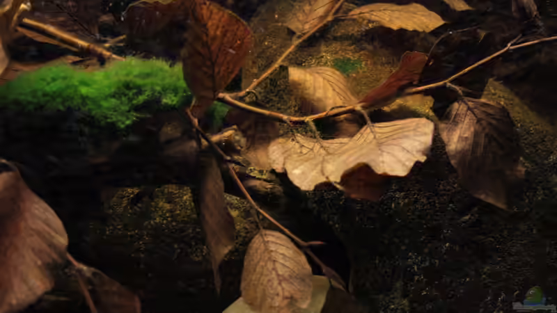 Wenn der Ast mit Laub in der Strömung liegt von Florian Bandhauer (38)