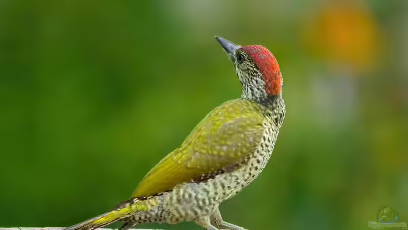 Wenn der Specht klopft: Was bedeutet es für den Baum?