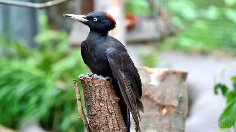 Wenn der Specht klopft: Was bedeutet es für den Baum?