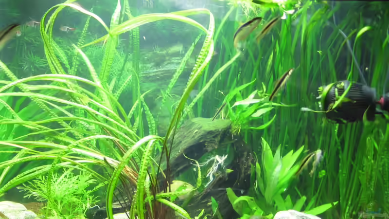 Wenn die Strömungspumpe an ist, schwimmen die Rüsselbarben gegen die Strömung von Jan16 (21)