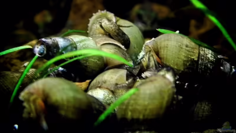 Wenn die TDS merken das etwas zu Fressen gibt,  bewegt sich der Boden  !!! von snooze (70)