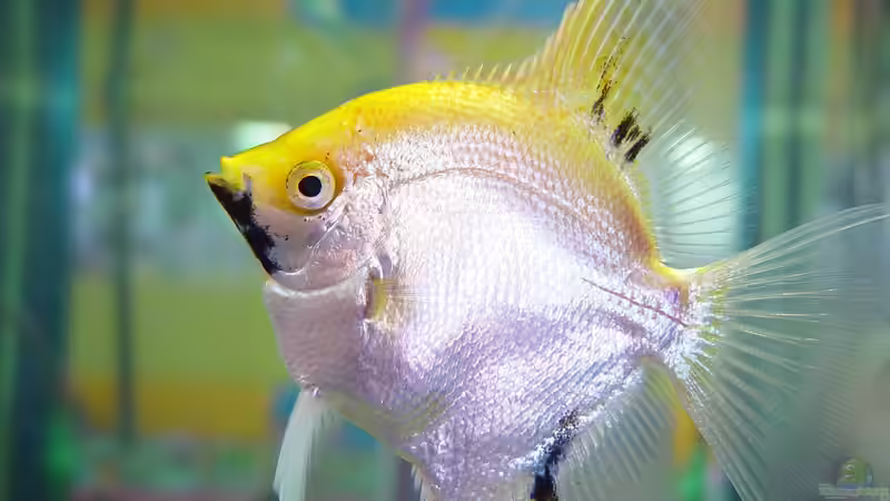 Wenn die Wildformen nicht ausreichen: Skalare in unterschiedlichen Züchtungen