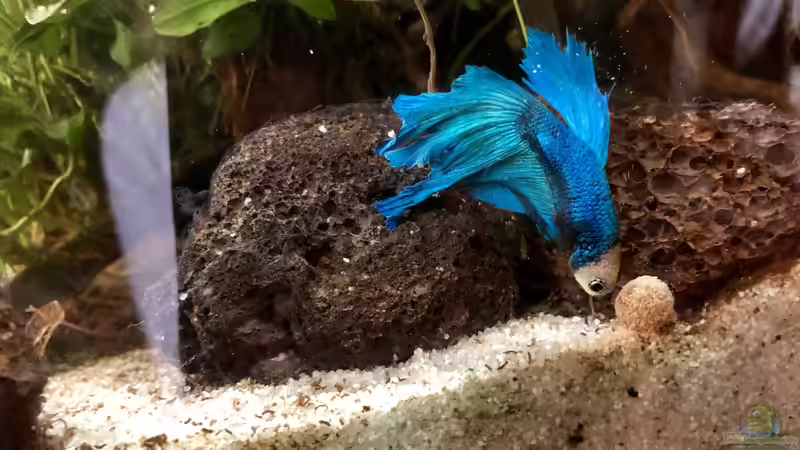 Wenn es Weihnachten schon nicht schneit - färbt sich dafür unser Fin in wei??!! von Helga Kury (1)