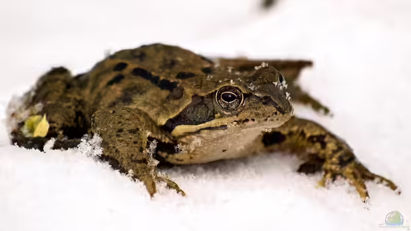 Wenn Frösche, Molche und Insekten im Spätwinter kurz aktiv werden