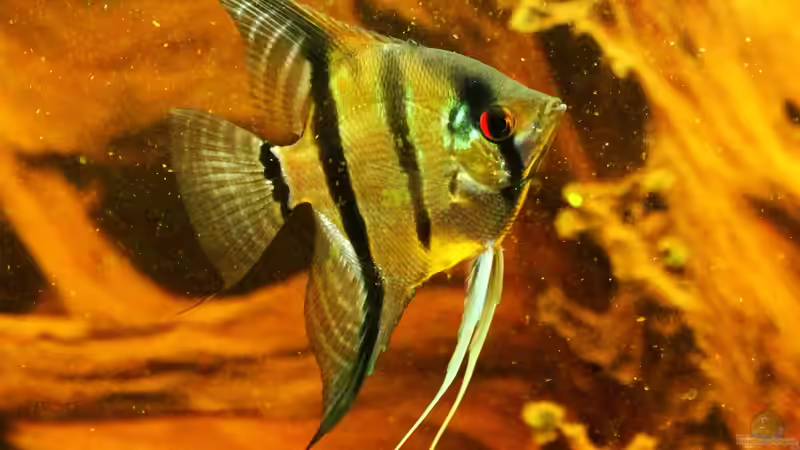 Wenn hohe Flossen anmutig segeln, der Pterophyllum scalar !