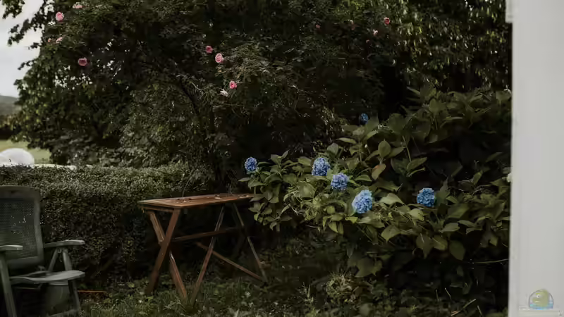 Wenn Hortensien die Hitze plagt - Klimawandel und Zierpflanzen