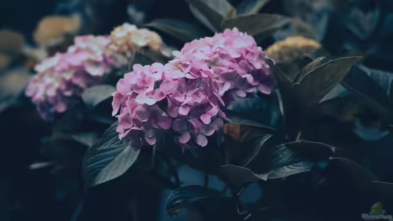 Wenn Hortensien die Hitze plagt - Klimawandel und Zierpflanzen